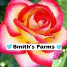 30 Seeds Pink Yellow Rose Flowers Flowers Beautiful Scent US Fast Shipping 30 Seeds Pink Yellow Rose Flowers Flowers Beautiful Scent US Fast Shipping