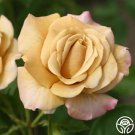 25 Seeds Honey Dijon Flowers Rose US Fast Shipping 25 Seeds Honey Dijon Flowers Rose US Fast Shipping