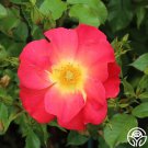 25 Seeds Yabba Dabba Doo Flowers Rose US Fast Shipping 25 Seeds Yabba Dabba Doo Flowers Rose US Fast Shipping
