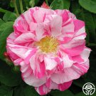 25 Seeds Rosa Mundi Flowers Rose US Fast Shipping