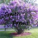 25 Seeds Dark Purple Lilac Tree Perennial Flower Huge Blooms US Fast Shipping