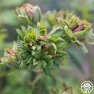 25 Seeds The Green Rose Flowers Rose US Fast Shipping
