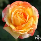 25 Seeds Tropical Sunset Flowers Rose US Fast Shipping