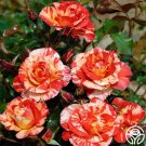 25 Seeds Alfred Sisley Flowers Rose US Fast Shipping