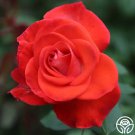 25 Seeds Smokin Hot Flowers Rose US Fast Shipping