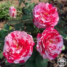 25 Seeds Scentimental Flowers Rose US Fast Shipping