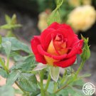 25 Seeds Ketchup & Mustard Flowers Rose US Fast Shipping