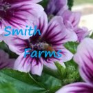 25 Seeds Purple Malva Zebrina Flowers Lavender US Fast Shipping