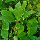 Laurus Nobilis Bay Laurel Sweet Bay 10 Seeds Fast Growing