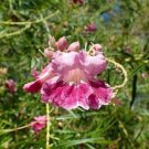 Chilopsis Linearis Subsp Arcuata Desert Willow 25 Seeds Fast Growing Chilopsis Linearis Subsp Arcuata Desert Willow 25 Seeds Fast Growing