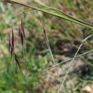 Stipa Pulchra Purple Needlegrass 200 Seeds Fast Growing Stipa Pulchra Purple Needlegrass 200 Seeds Fast Growing