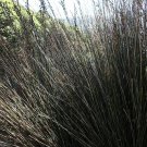 Thamnochortus Spicigerus Large Thatching Reed 10 Seeds Fast Growing Thamnochortus Spicigerus Large Thatching Reed 10 Seeds Fast Growing