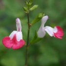 Salvia Microphylla Hot Lips 5 Seeds Fast Growing