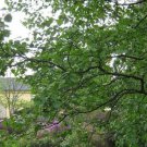 Alnus Hirsuta Manchurian Alder 20 Seeds Fast Growing Alnus Hirsuta Manchurian Alder 20 Seeds Fast Growing