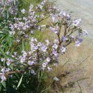 Eriodictyon Californicum California Yerba Santa 10 Seeds Fast Growing Eriodictyon Californicum California Yerba Santa 10 Seeds Fast Growing