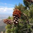 Pinus Flexilis Limber Pine 5 Seeds Fast Growing Pinus Flexilis Limber Pine 5 Seeds Fast Growing