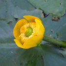 Nuphar Lutea Yellow Pond Lily Spatterdock 5 Seeds Fast Growing Nuphar Lutea Yellow Pond Lily Spatterdock 5 Seeds Fast Growing