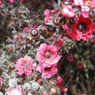 Leptospermum Scoparium Manuka New Zealand Tea Tree 20 Seeds Fast Growing Leptospermum Scoparium Manuka New Zealand Tea Tree 20 Seeds Fast Growing