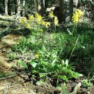 Senecio Amplectens Showy Alpine Ragwort 10 Seeds Fast Growing Senecio Amplectens Showy Alpine Ragwort 10 Seeds Fast Growing