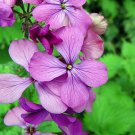 Lunaria Annua Money Plant 25 Seeds Fast Growing