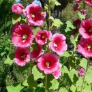 Alcea Rosea Hollyhock 100 Seeds Fast Growing Alcea Rosea Hollyhock 100 Seeds Fast Growing
