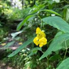 Impatiens Pallida Yellow Jewelweed 10 Seeds Fast Growing Impatiens Pallida Yellow Jewelweed 10 Seeds Fast Growing