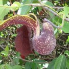 Aristolochia Galeata Dutchman S Pipe 40 Seeds Fast Growing Aristolochia Galeata Dutchman S Pipe 40 Seeds Fast Growing