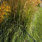 Calamagrostis X Acutiflora Feather Reed Grass 20 Seeds Fast Growing Calamagrostis X Acutiflora Feather Reed Grass 20 Seeds Fast Growing