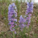 Penstemon Angustifolius V Angustifolius Rare 10 Seeds Fast Growing