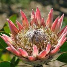 Protea Magnifica Queen Protea 5 Seeds Fast Growing Protea Magnifica Queen Protea 5 Seeds Fast Growing