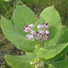 Calotropis Procera Sodom Apple 20 Seeds Fast Growing Calotropis Procera Sodom Apple 20 Seeds Fast Growing