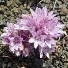 Allium Parvum Small Onion 10 Seeds Fast Growing Allium Parvum Small Onion 10 Seeds Fast Growing