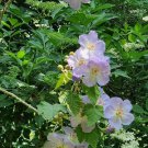 Abutilon Vitifolium Vine Leaved Abutilon 5 Seeds Fast Growing
