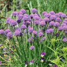 Allium Schoenoprasum Chives 100 Seeds Fast Growing Allium Schoenoprasum Chives 100 Seeds Fast Growing