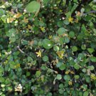 Corkia Cotoneaster Wire Netting Bush 5 Seeds Fast Growing Corkia Cotoneaster Wire Netting Bush 5 Seeds Fast Growing