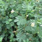 Desmanthus Virgatus Virgata Bundleflower 50 Seeds Fast Growing Desmanthus Virgatus Virgata Bundleflower 50 Seeds Fast Growing