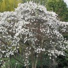 Magnolia Stellata Star Magnolia 10 Seeds Fast Growing Magnolia Stellata Star Magnolia 10 Seeds Fast Growing