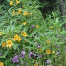 Diplacus Longiflorus Long Flowered Monkeyflower 100 Seeds Fast Growing