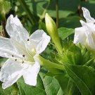 Mirabilis Jalapa White Four O Clock 10 Seeds Fast Growing Mirabilis Jalapa White Four O Clock 10 Seeds Fast Growing