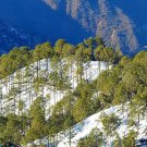 Pinus Roxburghii Chir Pine 10 Seeds Fast Growing Pinus Roxburghii Chir Pine 10 Seeds Fast Growing