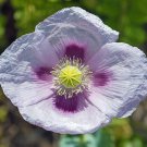 Papaver Setigerum Pepperbox 500 Seeds Fast Growing Papaver Setigerum Pepperbox 500 Seeds Fast Growing