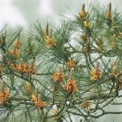 Pinus Taiwanensis Taiwan Red Pine 10 Seeds Fast Growing Pinus Taiwanensis Taiwan Red Pine 10 Seeds Fast Growing