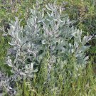 Eriodictyon Traskiae Trask S Yerba Santa 10 Seeds Fast Growing Eriodictyon Traskiae Trask S Yerba Santa 10 Seeds Fast Growing