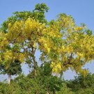 Cassia Fistula Golden Shower Tree 10 Seeds Fast Growing Cassia Fistula Golden Shower Tree 10 Seeds Fast Growing