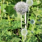 Echinops Tjanschanicus Tianshan Globe Thistle 10 Seeds Fast Growing