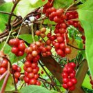 Schisandra Chinensis Magnolia Vine 10 Dried Berries Fast Growing Schisandra Chinensis Magnolia Vine 10 Dried Berries Fast Growing
