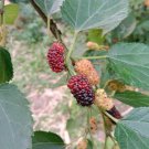 Morus Alba White Mulberry 40 Seeds Fast Growing Morus Alba White Mulberry 40 Seeds Fast Growing