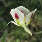 Calochortus Eurycarpus Sagebrush Mariposa Lily 10 Seeds Fast Growing Calochortus Eurycarpus Sagebrush Mariposa Lily 10 Seeds Fast Growing