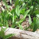 Allium Tricoccum Ramps 20 Seeds Fast Growing Allium Tricoccum Ramps 20 Seeds Fast Growing