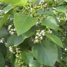 Cordia Dichotoma Clammy Cherry 10 Seeds Fast Growing Cordia Dichotoma Clammy Cherry 10 Seeds Fast Growing